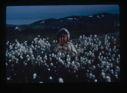 Image of Cotton Grass, Hebron, Labrador