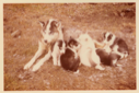 Image of Eskimo [Inuit] dog with five pups