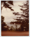 Image of View through trees to sailboats