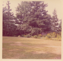 Image of Garden and large evergreen trees
