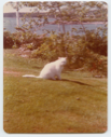 Image of White cat on grass