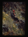 Image of Miriam MacMillan sitting among Arctic flora. Copyright N.G.S. (2 copies)