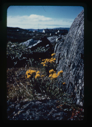 Image of Yellow flowers by boulder. Village beyond