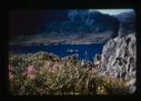 Image of Pink flowers. Mail boat in Nain harbor