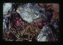 Image of Fireweed among boulders