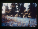 Image of Ripe grass heads above snow.