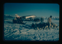 Image of Dog teams, sledge, crowd by air force plane