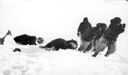 Image of [three men dragging two musk-oxen]