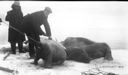 Image of [an Inuk and Harry Whitney with tethered walruses]
