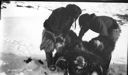 Image of [two men lashing musk-ox to sledge]
