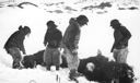 Image of Skinning the musk-ox - the skinning must be done quickly before the carcass freezes