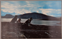 Image of Eskimo  [Inuit] dogs at the mouth of Hebron Bay, Moravian Missions, Labrador