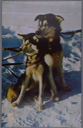 Image of Husky Sled Dogs