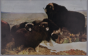Image of Chicago Natural History Museum exhibit, Musk-ox (with message)