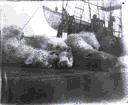 Image of 3 polar bears on deck