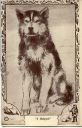 Image of Postcard: dog, "I Helped"