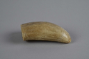 Image of sperm whale tooth, rough