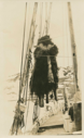 Image of Musk oxen hanging from rigging