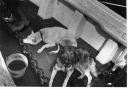 Image of Two dogs on deck