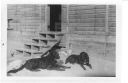 Image of Two dogs outside barracks