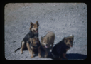 Image of Four dogs