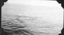 Image of Walrus herd, swimming