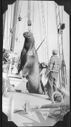 Image of Hoisting walrus aboard