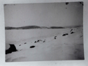 Image of Lion Islands from igloos [iglus] at Nunatoksoak  