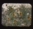 Image of Five species of plants: Arnica, blue-topped grass, small yellow, small white, 