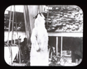 Image of Polar bear hanging aboard