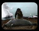 Image of Inuit bending over bearded seal. Iceberg near