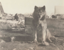 Image of Etook-ah-shoo's king dog