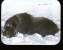 Image of Dead musk-ox on snow. "The Old Veteran" at Bay Fjord