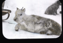 Image of Live caribou calf lying by sledge, Axel Heiberg Land