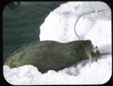 Image of Pulling walrus onto ice foot at Polaris Point