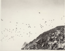 Image of Dovekies (little auks) on talus and flying near "Cluett's" berth