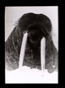 Image of Walrus head