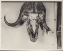 Image of Musk-ox head, top view. Note distorted left horn