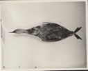 Image of Read-throated loon [Loon specimen]