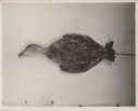 Image of Brant (or goose) specimen