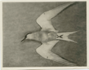 Image of Arctic Tern  specimen, underside