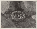Image of Eider nest with seven eggs