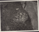 Image of Eider nest with eight eggs