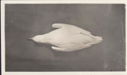 Image of Ivory gull