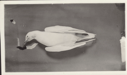 Image of Burgomaster gull