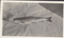 Image of Trout from Alida Lake