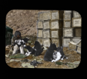 Image of Shoo-e-ging-wah [Suakannguaq Qaerngaaq] with five pups, by many crates of Spratt's dog biscuits