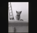 Image of Kitten on the BOWDOIN  [b&w]