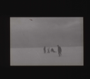 Image of Four crewmen and an Inuit man playing in the snow  [b&w]