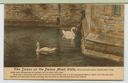 Image of The swans on the Palace moat at Wells ...